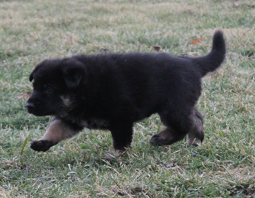 Azog z Glaurung german shepherd puppy gait